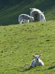 FZ003921 Lambs and Ewe in field.jpg